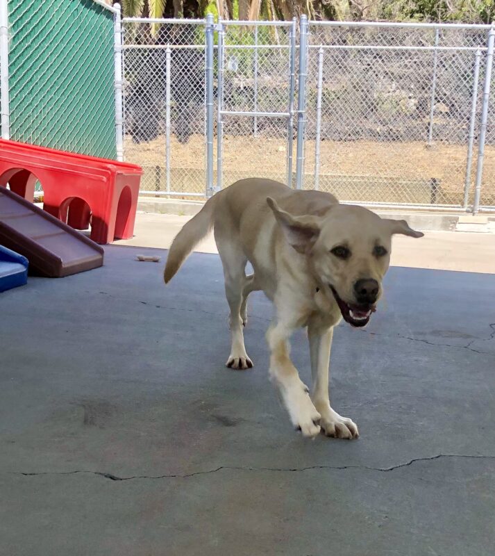 Daxton, a male yellow Labrador Retriever, runs toward the camera in a community play area. His front paw is in mid stride and his ears a flapping in the wind as he looks at the camera. Colorful play structures can be seen in the background.