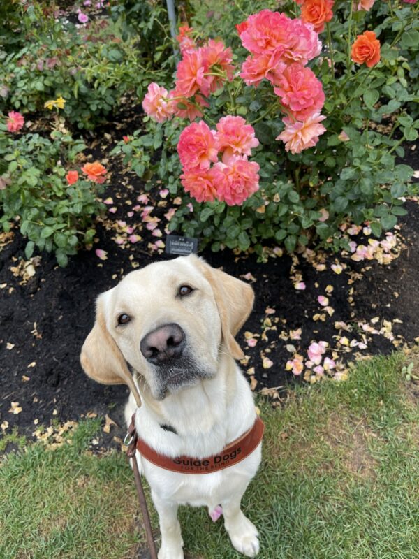 Danish is sitting in harness in front of a pink and orange rose bush. He is looking at the camera with his head slightly tilted.