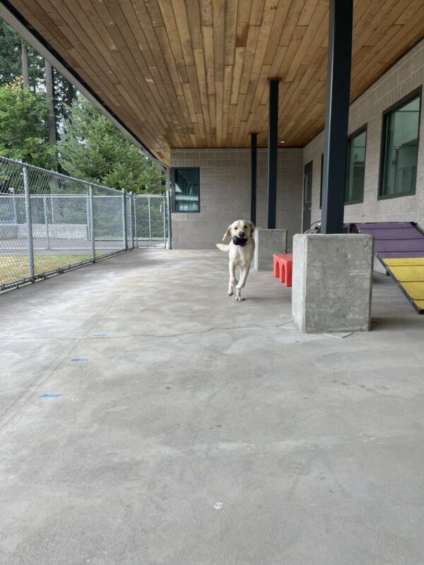 Danish is running towards the camera with a Kong in his mouth. He is in the Community Run area on campus.