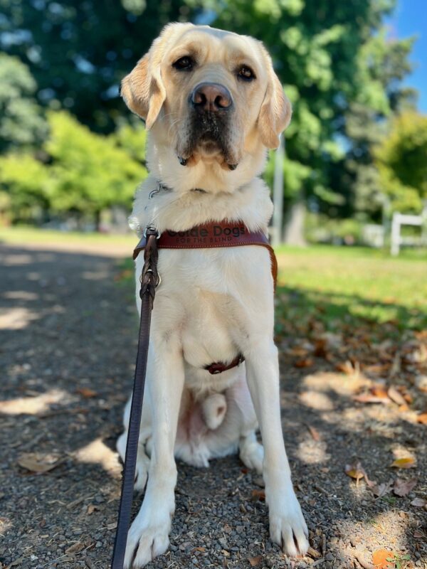 Vermont sits in harness in front of a green lawn littered with fallen leaves and trees in the background. He is looking at the camera and there are spots of sunlight and shadows over his face.