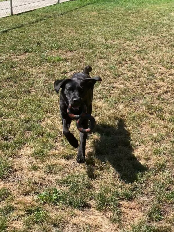 Waverly runs in the grassy free run area, holding a black and red Figure Eight Gonut in her mouth
