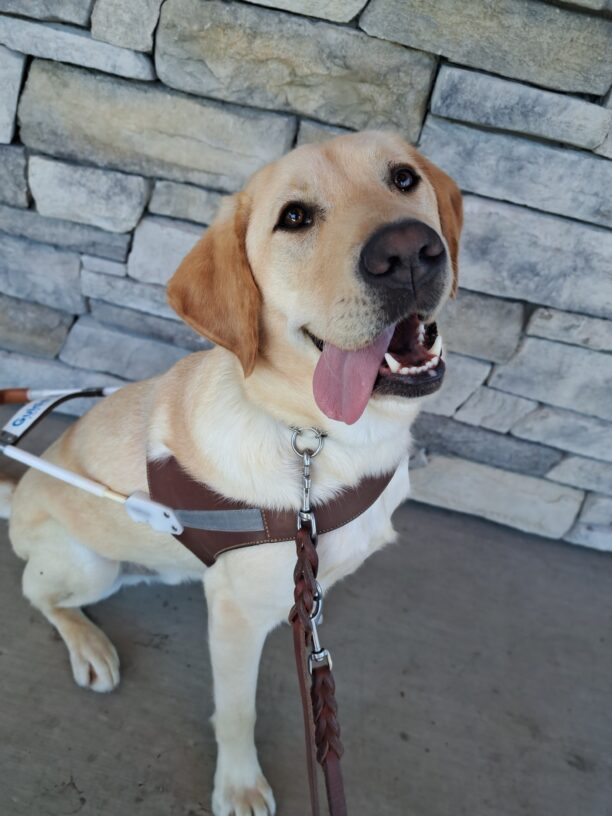 Yellow lab (Presley) sits in harness in front of a rock wall. Tongue is out to the side and he's smiling.