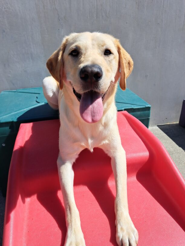 Yellow lab (Presley) lays down on a red and green play structure. Looking at camera with his tongue out.