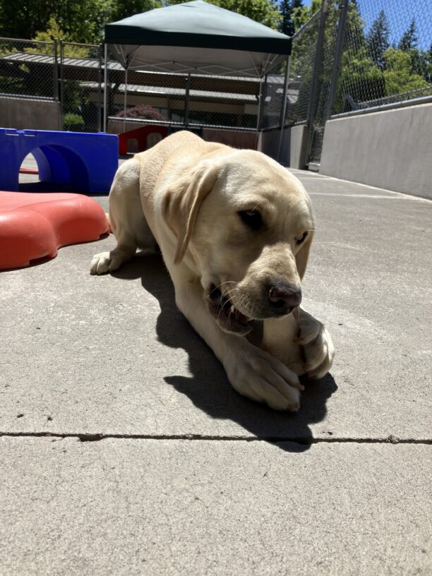 Jasmine lays in the sun in the community run area, chewing a bone that she holds between her front paws.