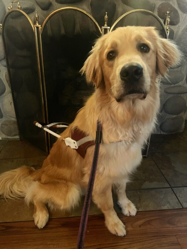 Bart sits in harness in front of a stone fireplace, his first time visiting a coffee shop during training