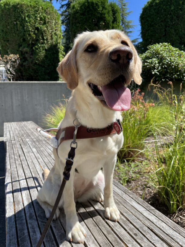 Cindy (a yellow Labrador Retriever) sits on a bench on the Oregon campus. She is wearing a guide dog harness and facing the camera with her tongue hanging out. In the background are various plants and foliage.