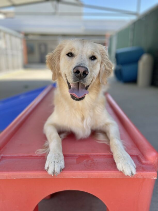 Azalea is lying down on top of a red piece of play equipment in the community run area of the kennel. She is looking directly at the camera with her mouth open and her tongue out.