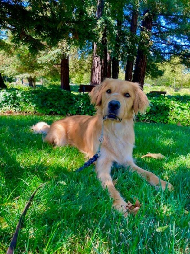 Bayou, a male long-haired Lab/Golden cross, lays in the grass looking at the camera with a perked and playful expression. He is wearing a tan head collar and there are green bushes and Redwood trees in the background.