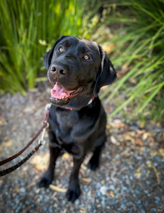 Black Lab, Bevan sits smiling on a shady gravel patch in front of bright green plants.
