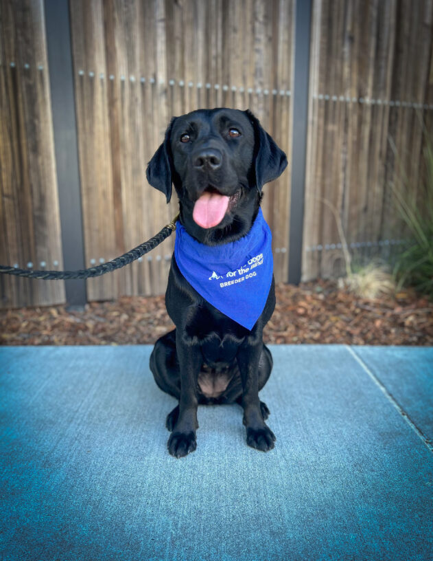 Black lab Bonbon is wearing a blue scarf that reads Guide Dogs for the Blind Breeder Dog. She is sitting in front of a wooden fence.