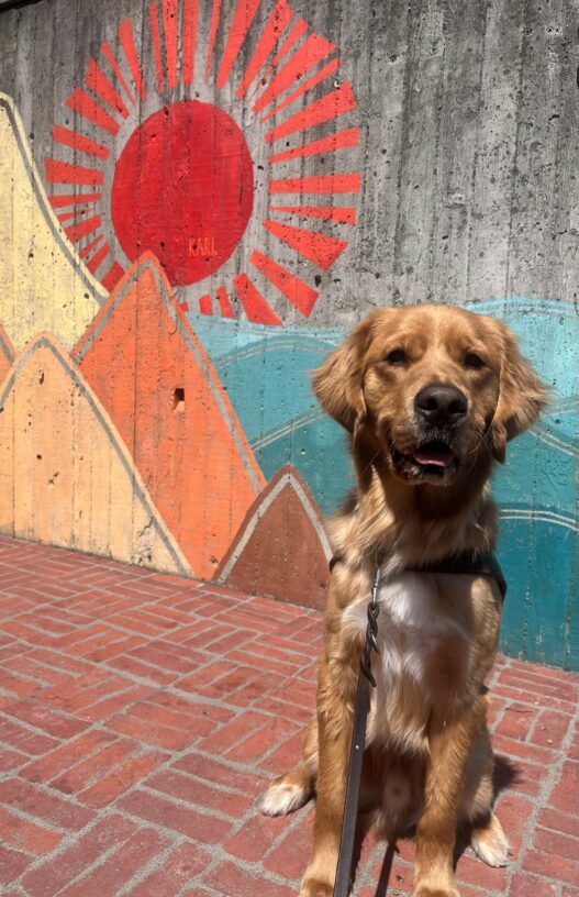 Denver is pictured in harness, and a long leash, standing in front of a concrete mural with vibrant colors depicting a sun, mountains, and the sea. Denver appears to smile at the camera.