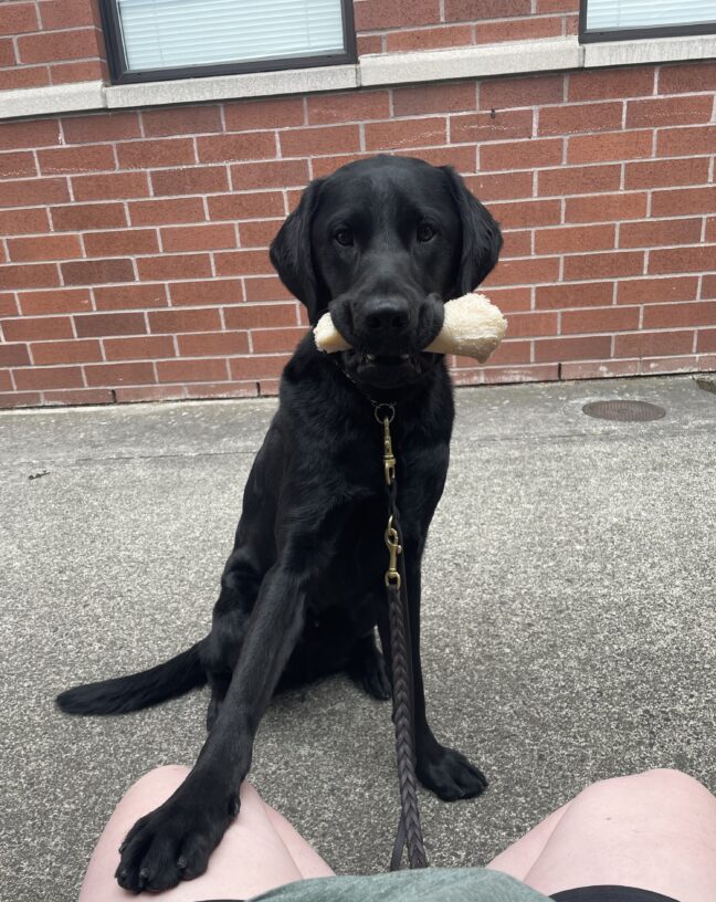 Ergo, male black lab, sits in front of a brick building with a bone in his mouth and his paw on his instructor. He is looking into the camera sweetly.