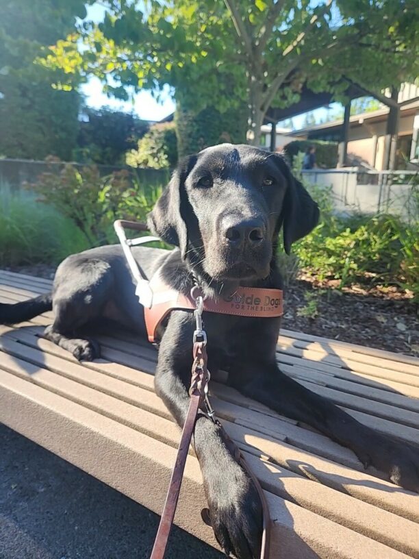 Esker lies down on a bench, in harness, on the Oregon campus. He is looking into the camera with a calm expression.