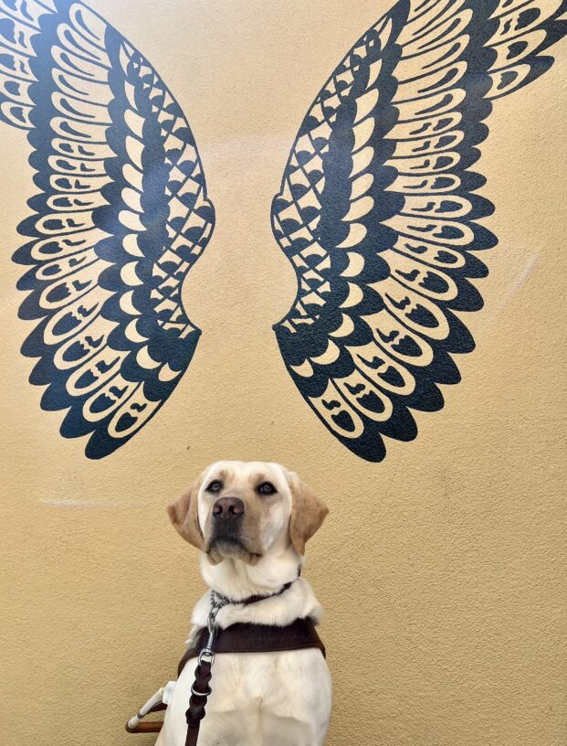 Jen, a yellow lab, is sitting in front of a wall mural. The wall is painted yellow and there are black angel wings. Jen is sitting right below the wings, wearing her guide dog harness and looking into the camera.