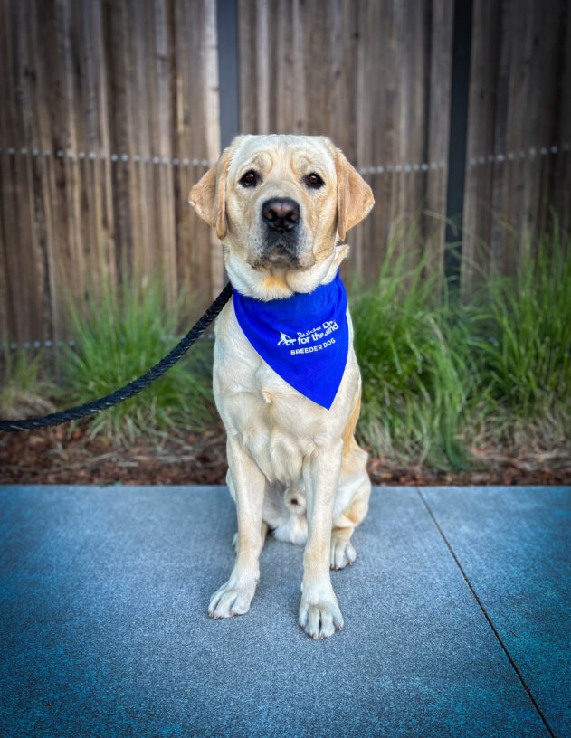 Yellow Lab Jeremy is wearing a blue scarf that reads Guide Dogs for the Blind Breeder Dog. He is sitting in front of a wooden fence.