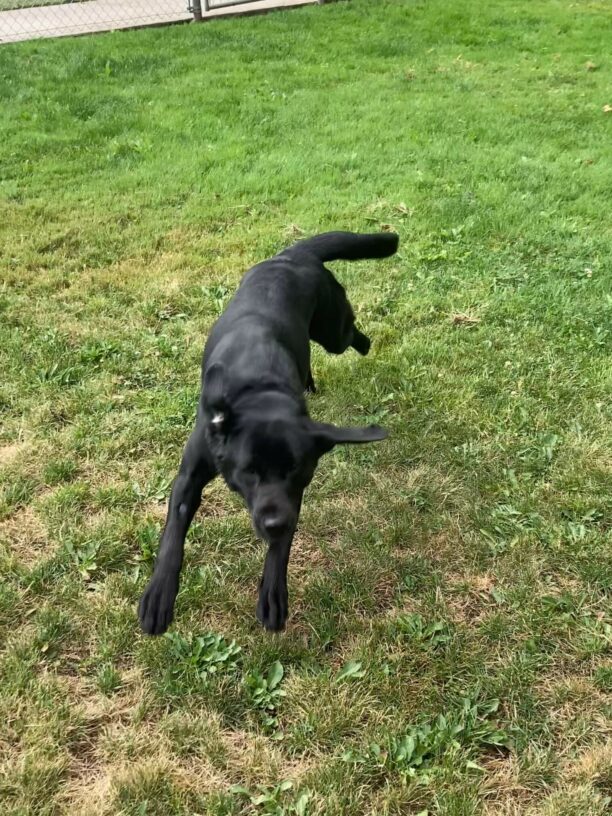 Black labrador, Jess, running in the grassy area. Both front feet and one back foot are in the air, and her ears are flying in different directions as she makes a quick turn.