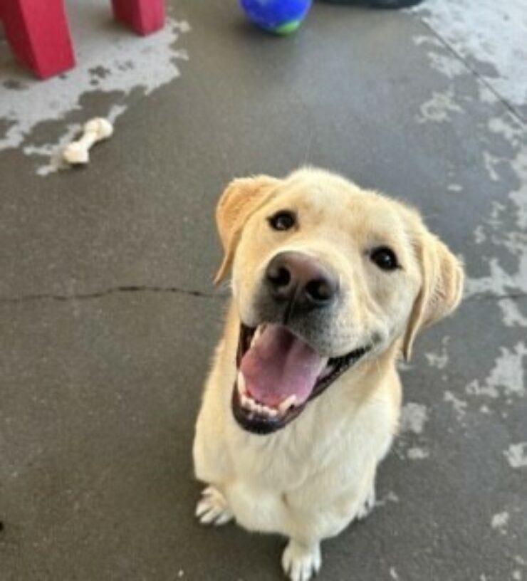 Male Yellow Lab Reno looks up at the camera with a big smile. He sits on wet ground in community run after some summer fun.