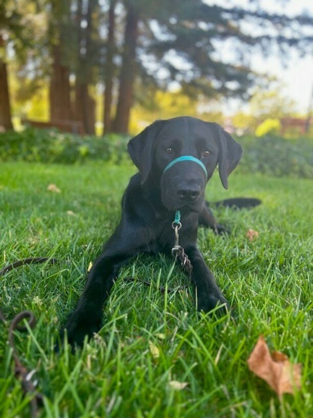 Trefoil, a male black Lab, lays in the grass wearing a teal head collar and looking at the camera with a perked, but calm expression. Behind him are green bushes and Redwood trees.