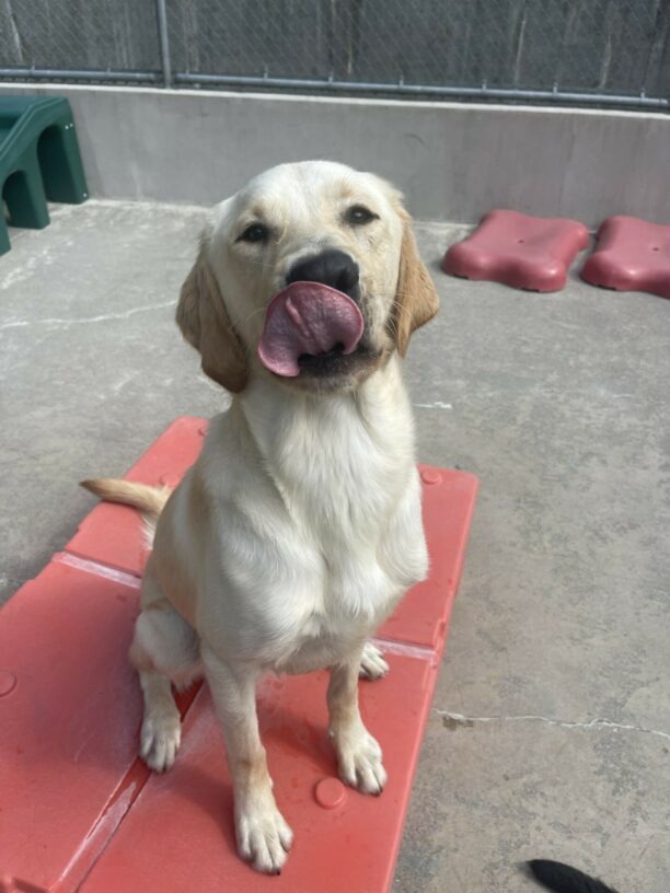 Wilcox, a yellow Labrador golden retriever cross, sits on an orange play structure in community run. He is looking at the camera and his tongue is licking his lips.