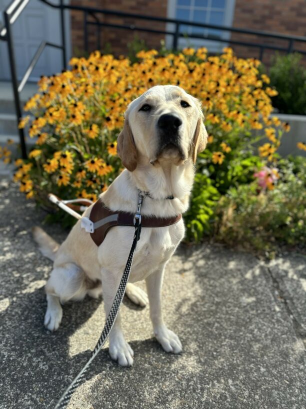 Wilcox, a yellow Labrador golden retriever cross, sits in harness on a cement sidewalk. He is looking at the camera very regal and behind him is a large amount of yellow and black flowers.