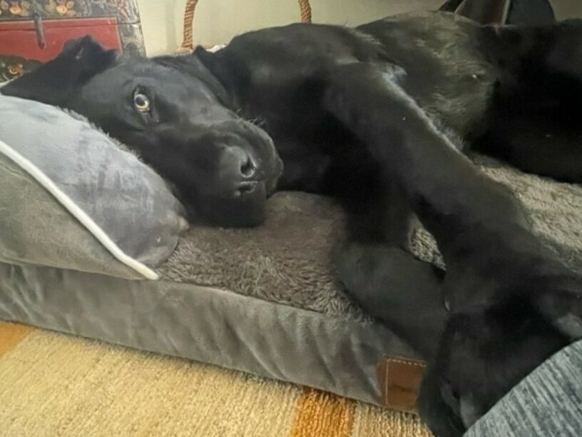 Black Labrador Cello lies on her side on top of her grey dog bed. Her front paws are extended and you see only half of her face as the other half lies face down on her bed.