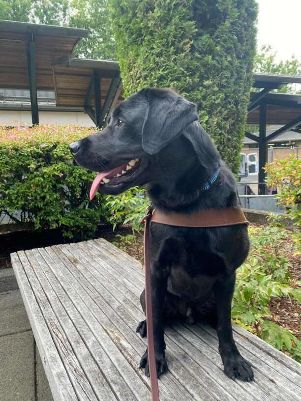 Black lab, Chamberlin, sits on a wooden bench with his head turned to the side. He is wearing a guide dog harness and leash.   Behind him is a building and green shrubbery.