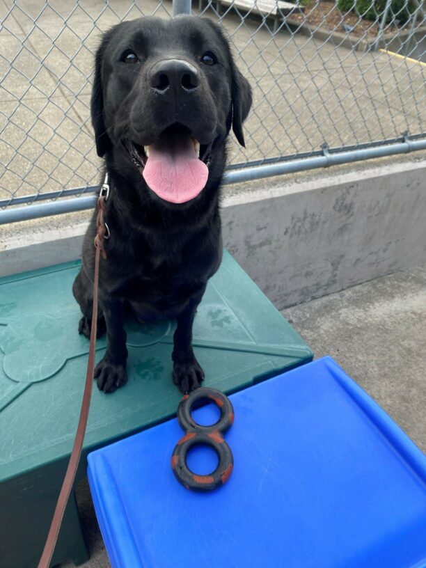 Black lab, Chamberlin sits on a green and blue play structure with a ring toy at his feet.  He is looking at the camera with his mouth open and behind him is a fence