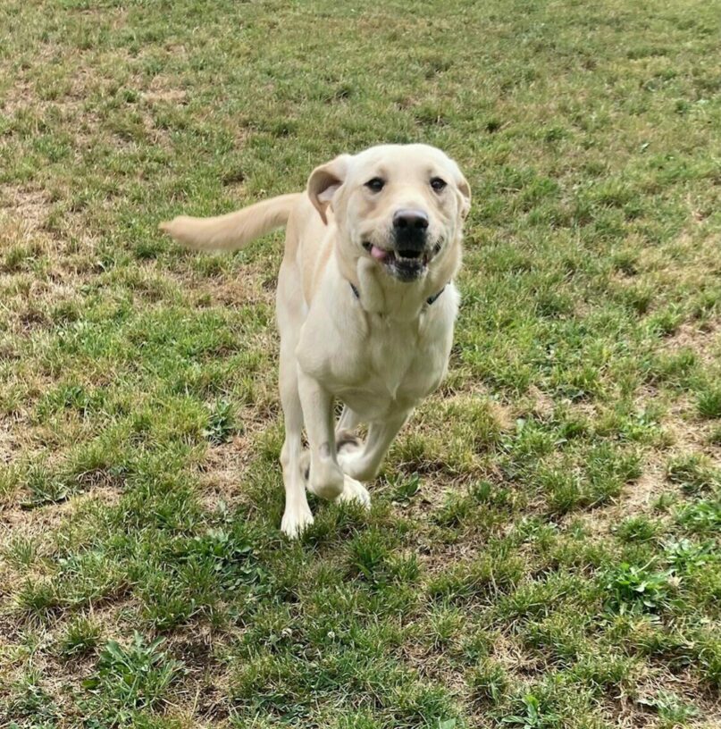 Yellow lab, Jasmine, runs in a grassy area. Both front feet are in the air, tucked under her belly, getting ready for a big leap. Her ears are flying backwards, and her tongue peeks out the side of her mouth.