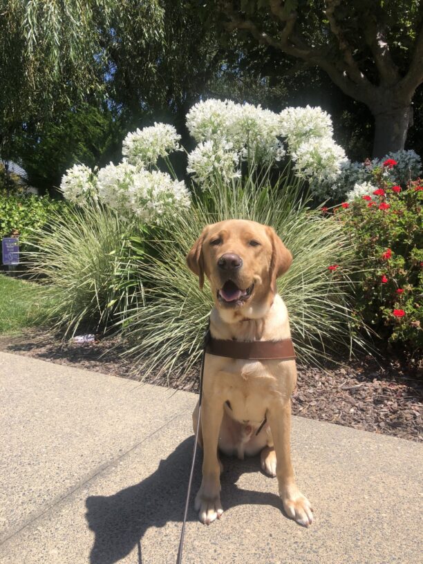 Burt, a dark yellow Labrador Retriever, sits with his harness on facing the camera. His mouth is open, seemingly smiling. Behind him are white and red flowers surrounding him.