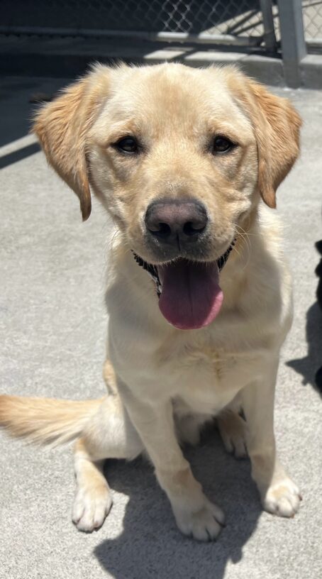 Honor is sitting in the community run area while looking into the camera with his tongue out.