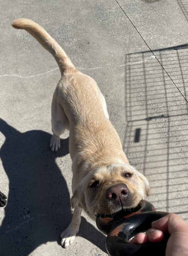 Cindy plays tug with a Goughnut brand tug toy while in community run. Photo is taken from the perspective of the person holding the tug toy