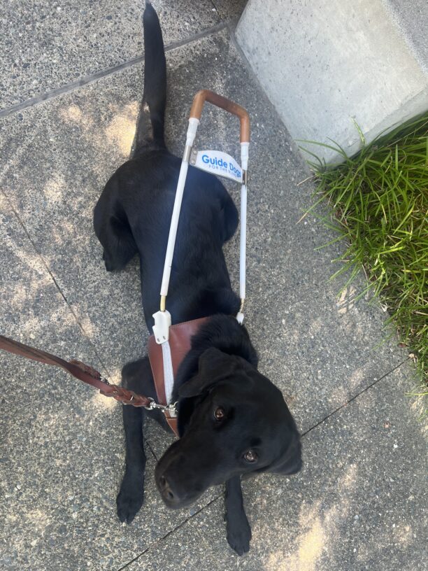 Tahoe is laying down in her harness. She gazes up towards me.