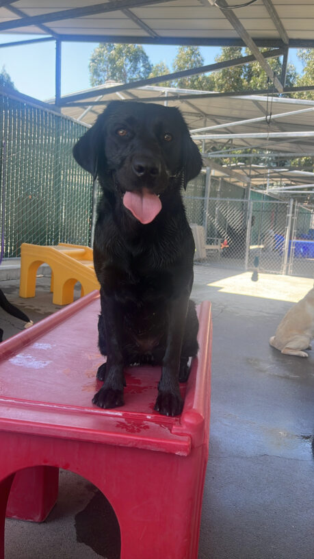 Peregrine sits on top of a red play structure with her tongue out. She is wet from having been in our kiddie pool on this hot summer day.