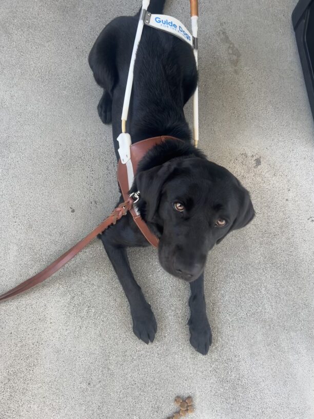 Peregrine gazes up at the camera wearing her harness. She is in a down position and a pile of kibble is next to her. Good girl!