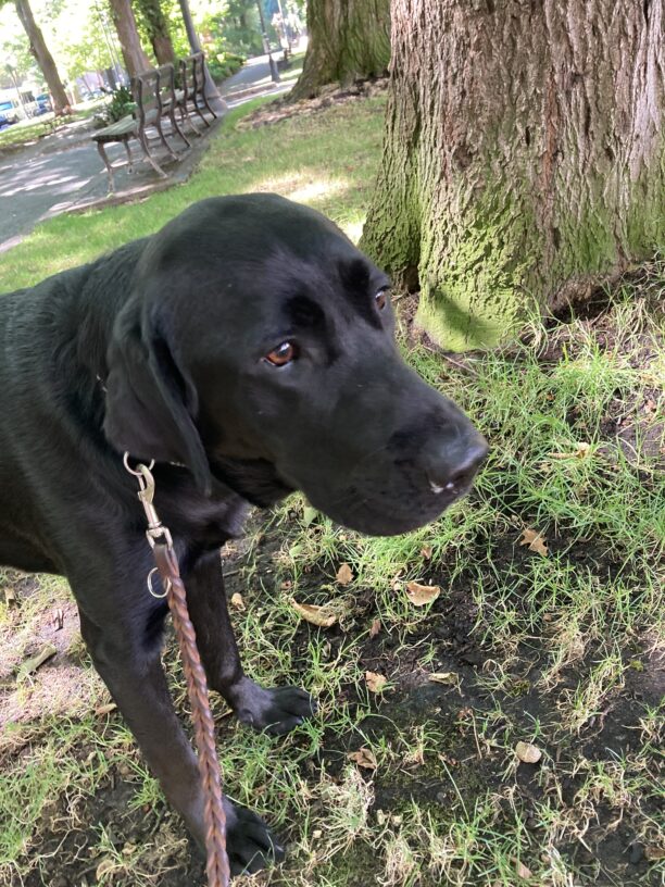 Bexley is pictured standing at the base of a large tree in a park setting. He is surrounded by grass and has park benches in the background. He is looking to the right of the camera.