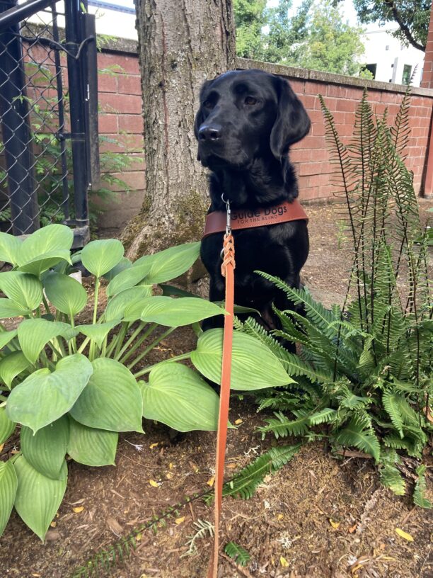 Vidalia is pictured sitting at the base of a tree with a brick wall in the background and green plants in the foreground she was wearing her harness facing the camera.