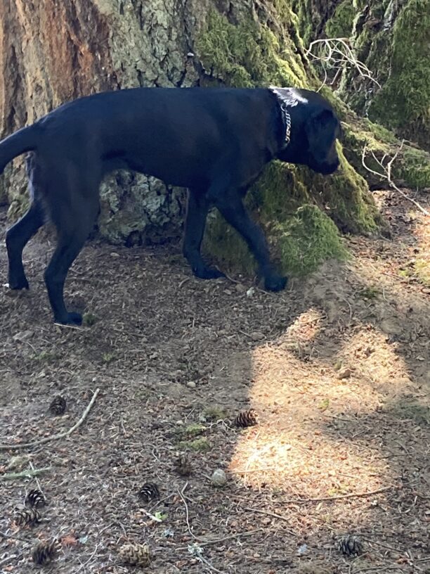 Vidalia is pictured off leash in a fenced in area. She is sniffing at the base of a very large and mossy spruce tree.