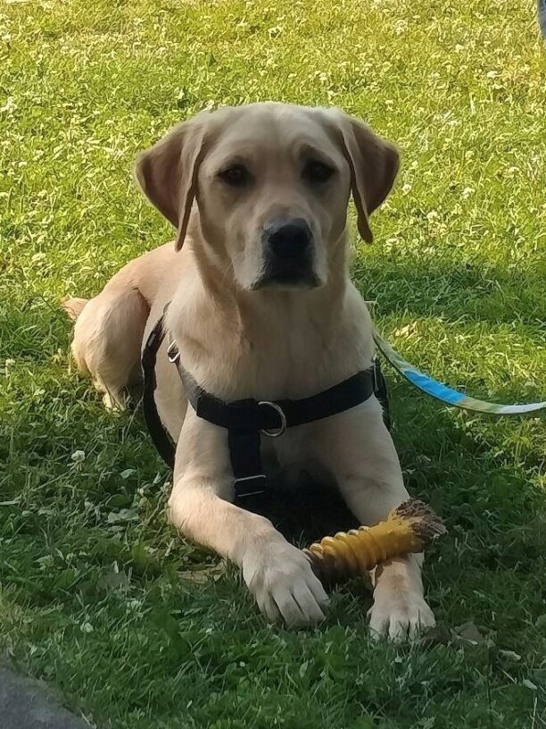 Yellow Lab Annika lies in the green grass looking at the camera with a yellow bone between her paws.