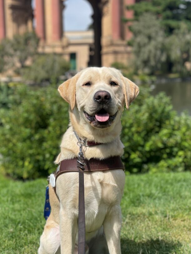 Arden is sitting in harness on the grass at the Palace of Fine Arts. He is facing the camera, smiling with his tongue out. The Palace of Fine Arts is blurred in the background.