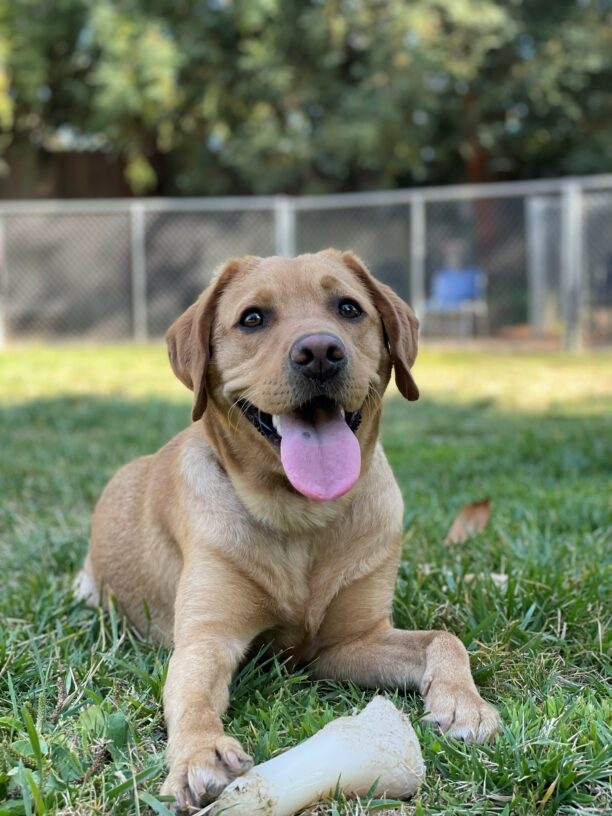 Couscous, a female, yellow lab lays down in the grass of a play yard. Her mouth is open and her tongue is out. There is a large nylabone by her feet.