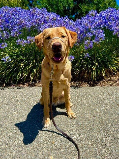 Dalton, a male yellow Lab, sits on a sidewalk looking at the camera with a relaxed expression, mouth slightly open. He is wearing a tan head collar and behind him are large plants in bloom with bright purple flowers.