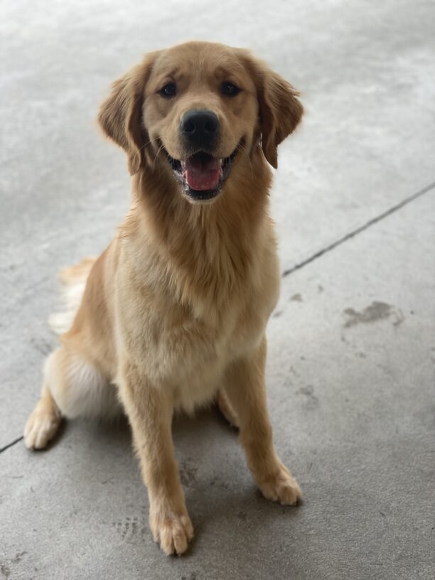 Dandelion sits on the cement in community run while smiling into the camera.