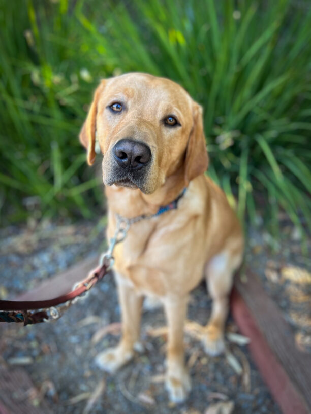 Yellow Lab, Devo sits on a shady gravel patch in front of bright green plants.