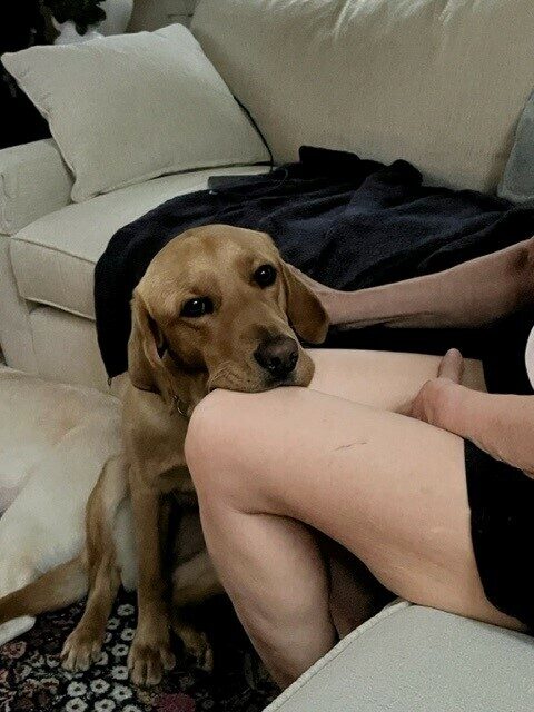 Finola sitting with her chin resting on someone's lap.