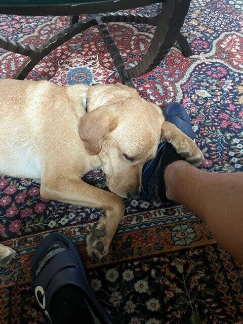 Finola taking a nap on the floor with her head resting on someone's foot.
