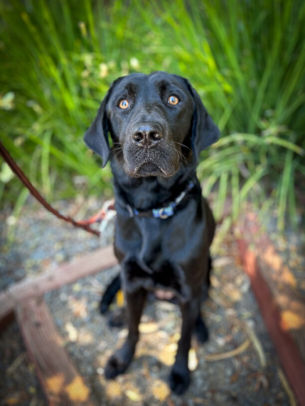 Black Lab, Fortune sits on a shady gravel patch in front of bright green plants.