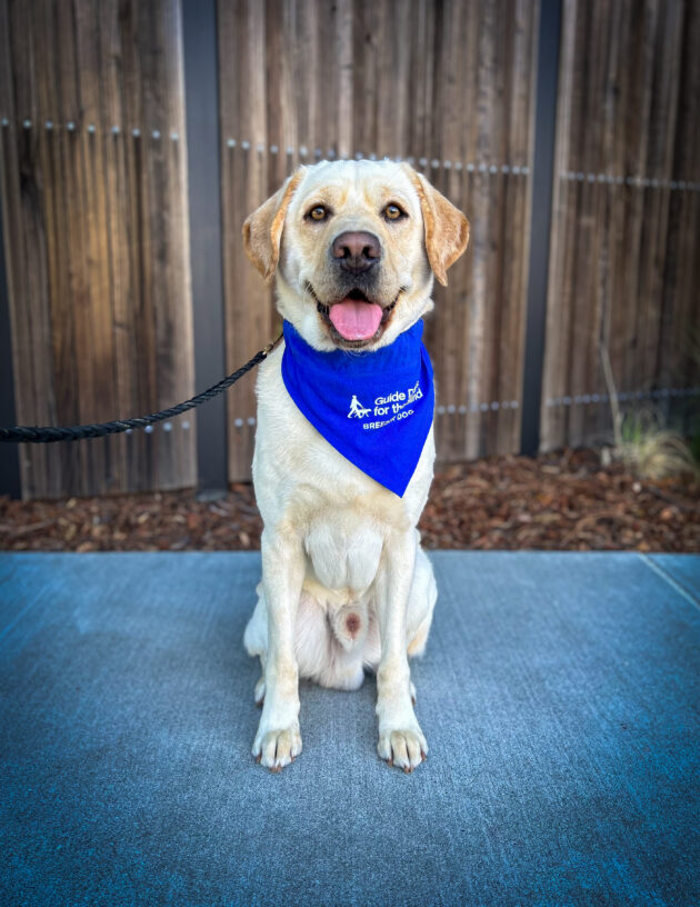 Yellow lab Gibson is wearing a blue scarf that reads Guide Dogs for the Blind Breeder Dog. He is sitting in front of a wooden fence.