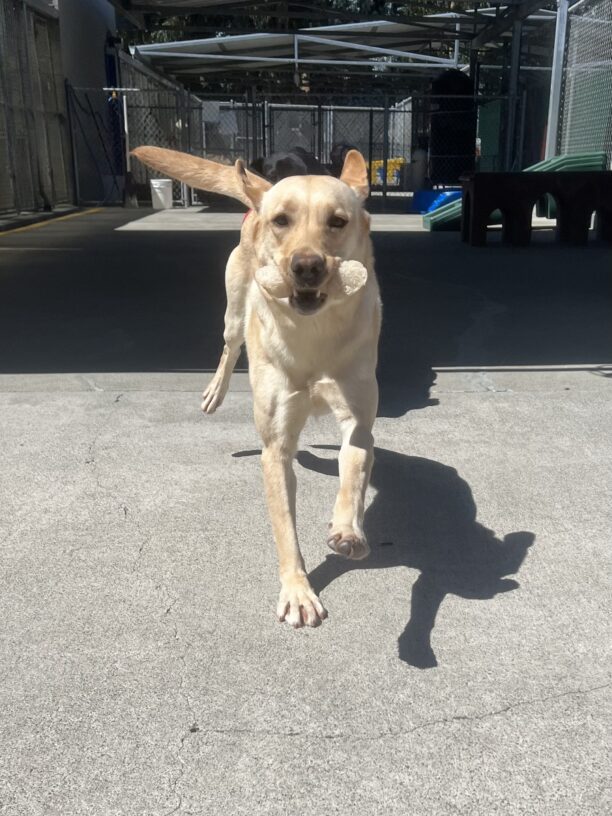 Gran is mid-run in the community run area of the kennel complex. She has a bone in her mouth and is looking into the camera.
