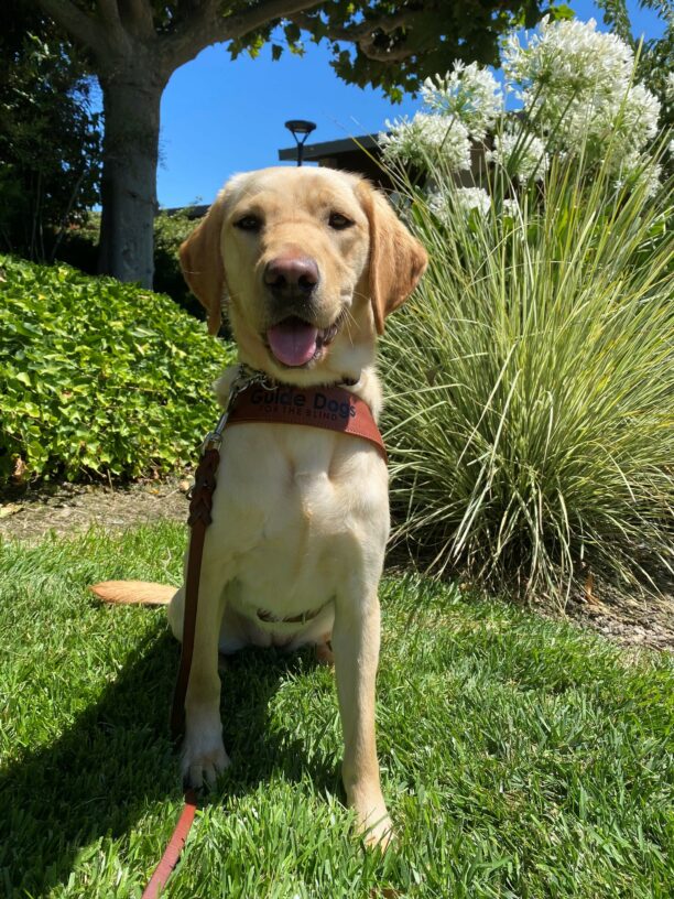 Natalie a Yellow Labrador Retriever sitting in her harness on grass with a tree and white flowers behind her looking straight into the camera.