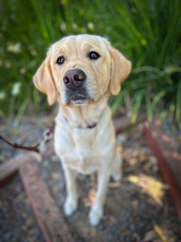 Yellow Lab/Golden Cross, Harvest sits on a shady gravel patch in front of bright green plants.